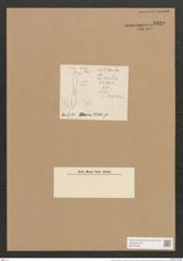 Hantzschia virgata var. ? wittii Grun. (de-Toni-Nr.: Genus 50, Species 2208) Zeichnungen Sammlung Grunow Nr. 4620 (NHMW-BOT-W0372666)